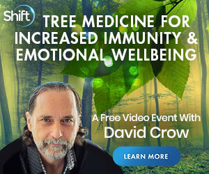 Learn About Tree Medicine for Increased Immunity & Emotional Wellbeing