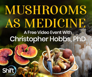 Discover Why Mushrooms Have Been Used As Medicine For Thousands Of Years